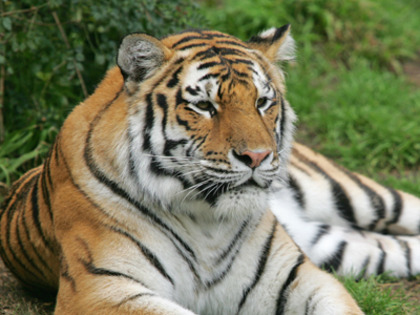 tigru-siberian-1 - tigrii
