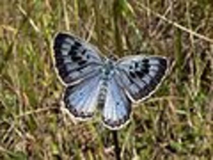 120px-Maculinea_arion_Large_Blue_Upperside_SFrance_2009-07-18 - fluturi