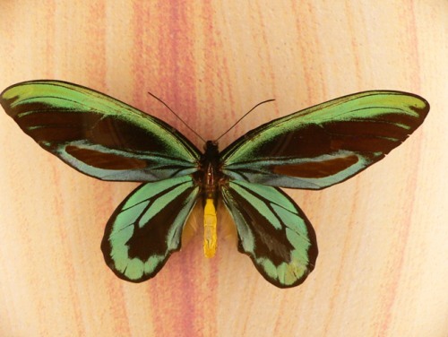 ornithoptera-alexandrae - fluturi