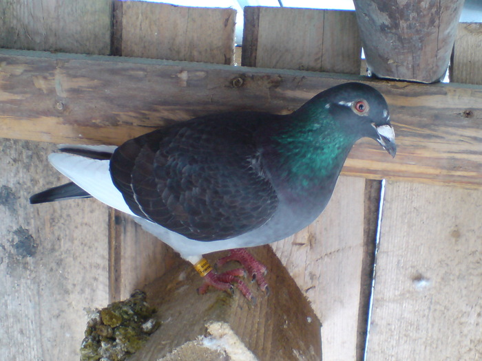 Negru 2008 - Porumbeii mei