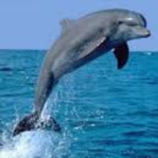 imagesCAR3Z15W - delfini