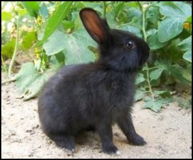 rabbit-black - iepuri