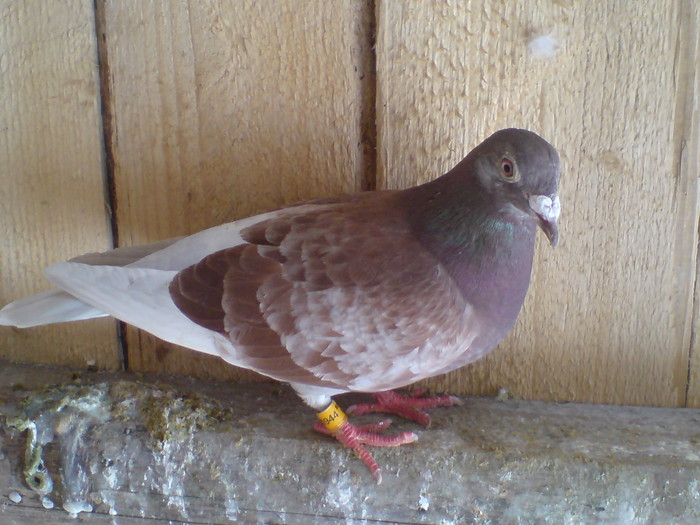 Porumbita lui (M 2007) 2009