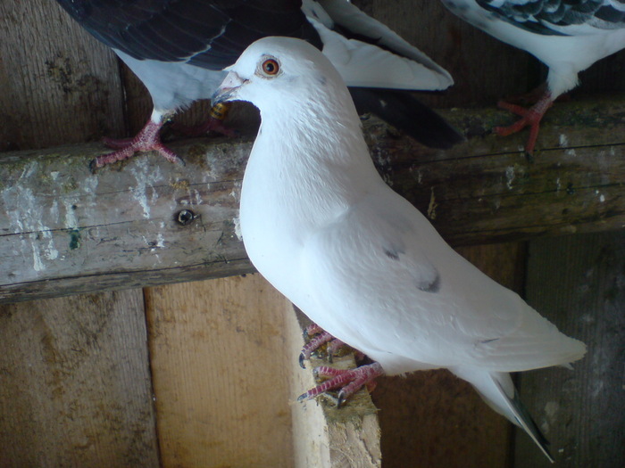 Porumbita alba 2008 - Porumbeii mei