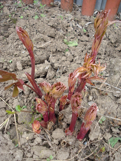 Peony. Bujor (2010, April 11)