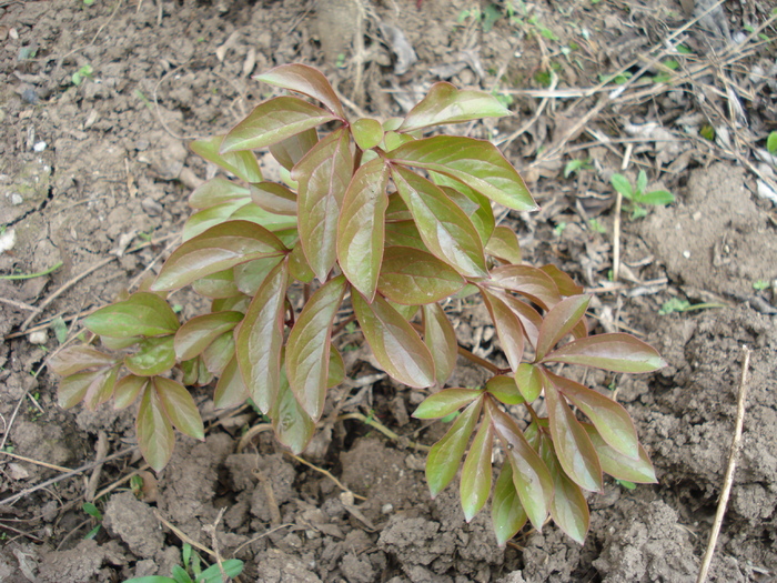 Peony. Bujor (2010, April 11) Peony. Bujor (2010, April 11)