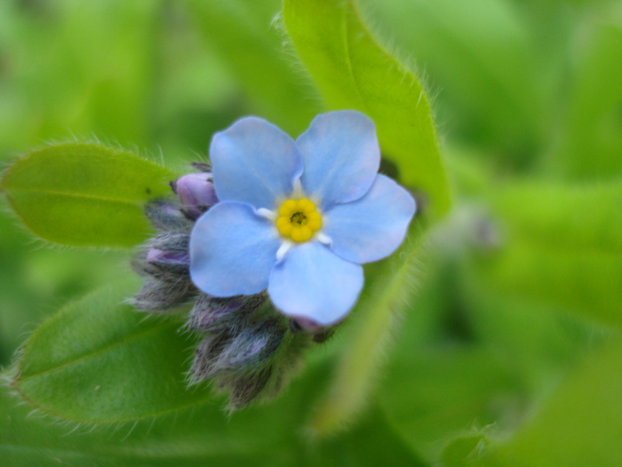 Alpine Forget-me-not (2010, April 12) - MYOSOTIS Alpestris