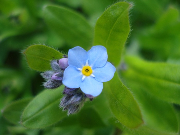 Alpine Forget-me-not (2010, April 13) - MYOSOTIS Alpestris