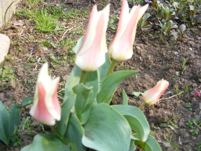 Gr 2010 040