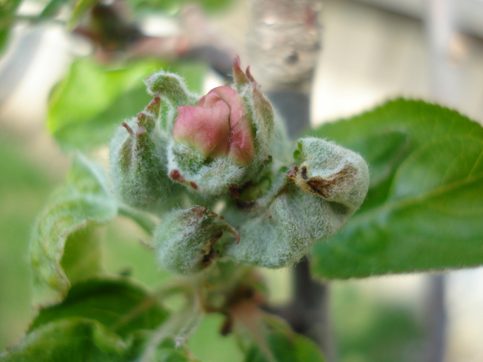 Apple Blossom_Flori mar (2010, April 09) - Apple Tree_Mar Summer Red