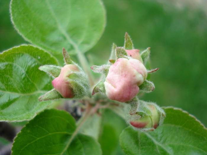 Apple Blossom_Flori mar (2010, April 11) - Apple Tree_Mar Summer Red