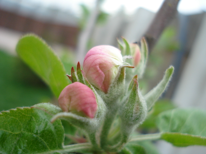 Apple Blossom_Flori mar (2010, April 11) - Apple Tree_Mar Summer Red