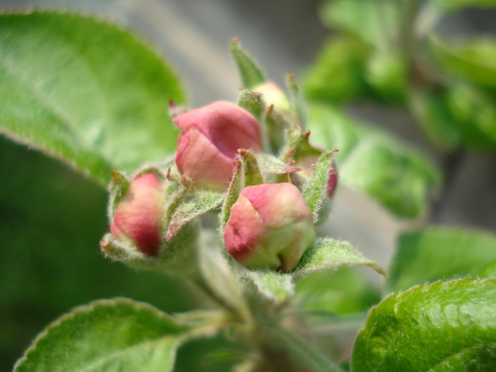 Apple Blossom_Flori mar (2010, April 11) - Apple Tree_Mar Summer Red
