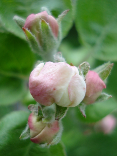 Apple Blossom_Flori mar (2010, April 12) - Apple Tree_Mar Summer Red