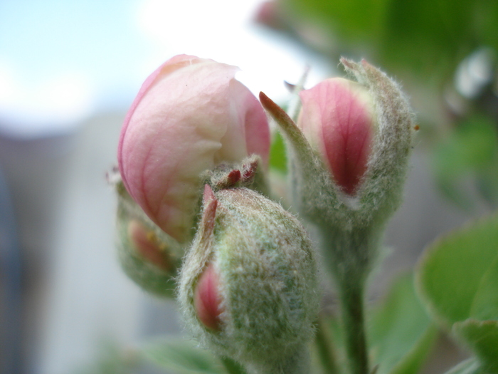 Apple Blossom_Flori mar (2010, April 12)