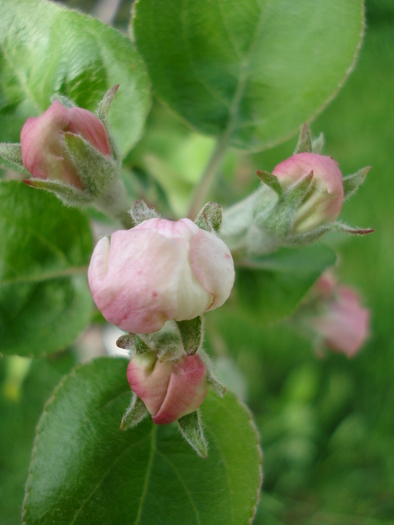 Apple Blossom_Flori mar (2010, April 13) - Apple Tree_Mar Summer Red