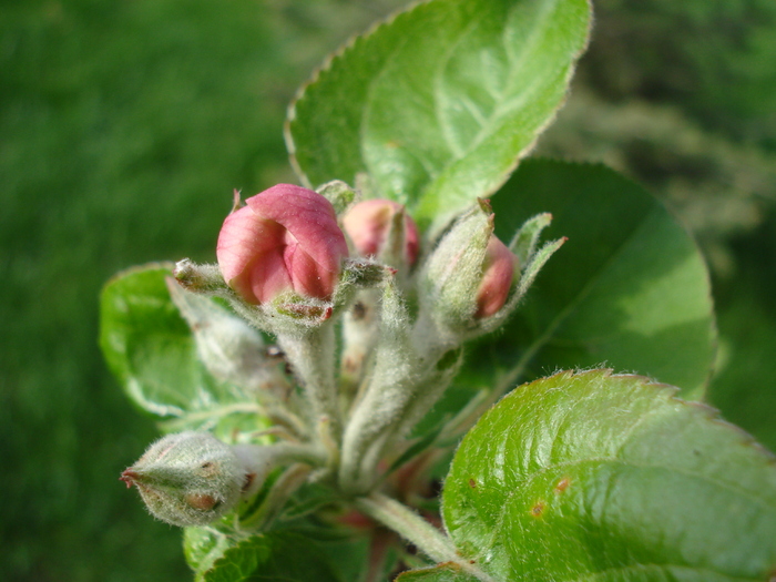 Apple Blossom_Flori mar (2010, April 13) - Apple Tree_Mar Summer Red