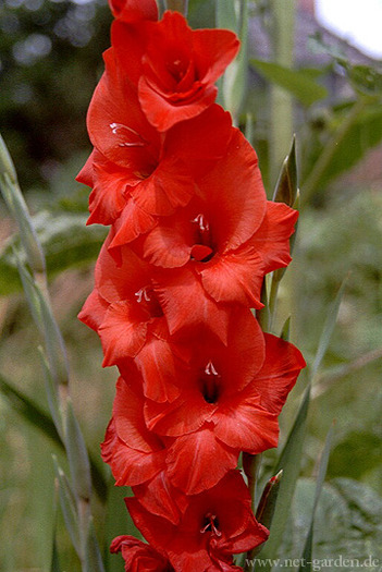 Gladiole - Limbajul florilor