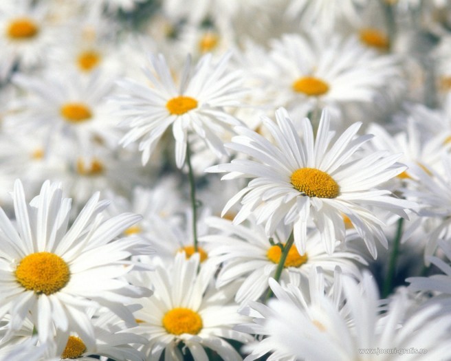 Margarete - Limbajul florilor