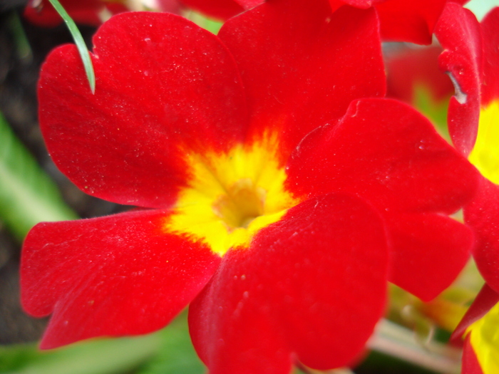 Red Primula (2010, April 11) - PRIMULA Acaulis