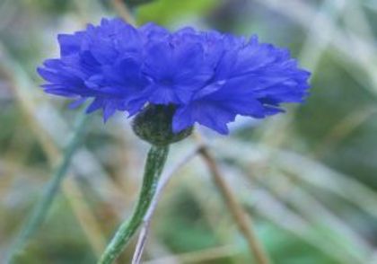 Albastrea - Limbajul florilor