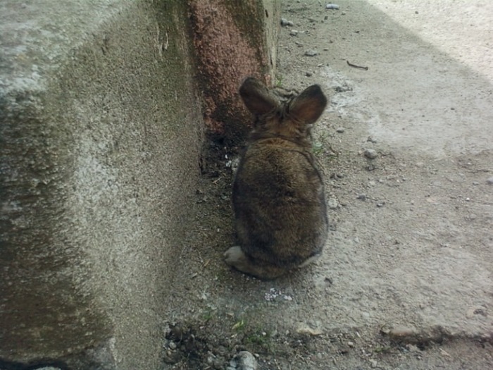 numar eu si voi va ascundeti...gata??? - VAND PUI DE BELGIENI