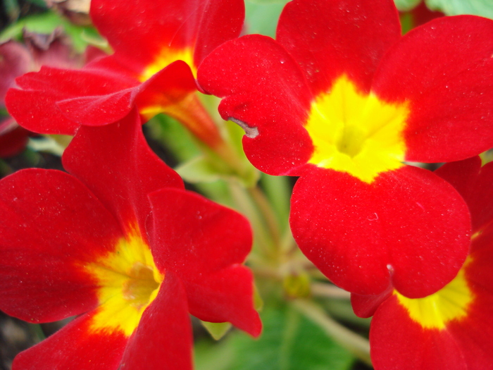 Red Primula (2010, April 11) - PRIMULA Acaulis