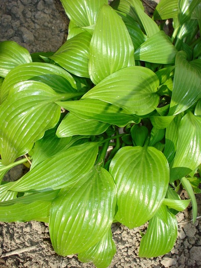 crin Hosta