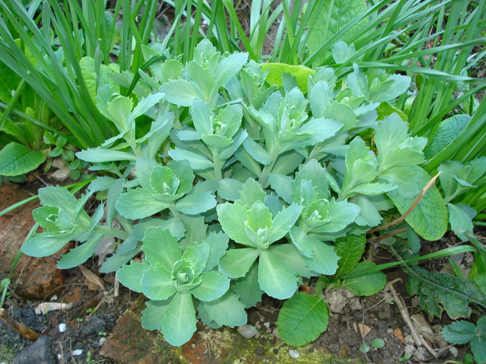 Iarba de soaldina - Primavara 2010