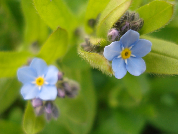 Alpine Forget-me-not (2010, April 13) - MYOSOTIS Alpestris