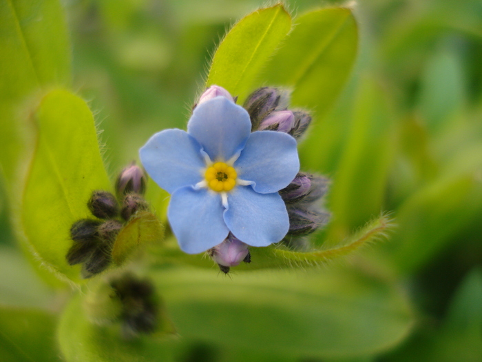 Alpine Forget-me-not (2010, April 13) - MYOSOTIS Alpestris