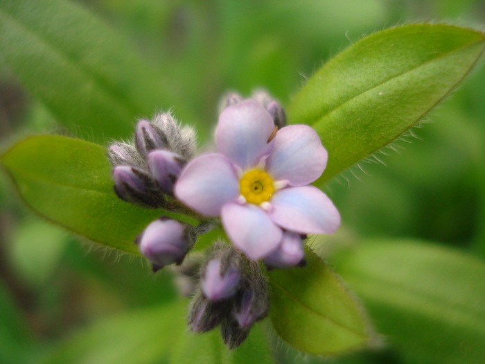 Alpine Forget-me-not (2010, April 13) - MYOSOTIS Alpestris