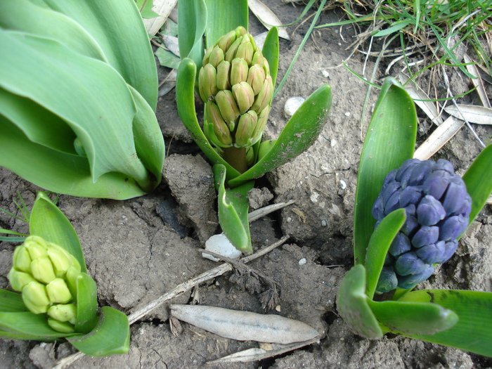 Hyacinths Trio (2010, April 09)
