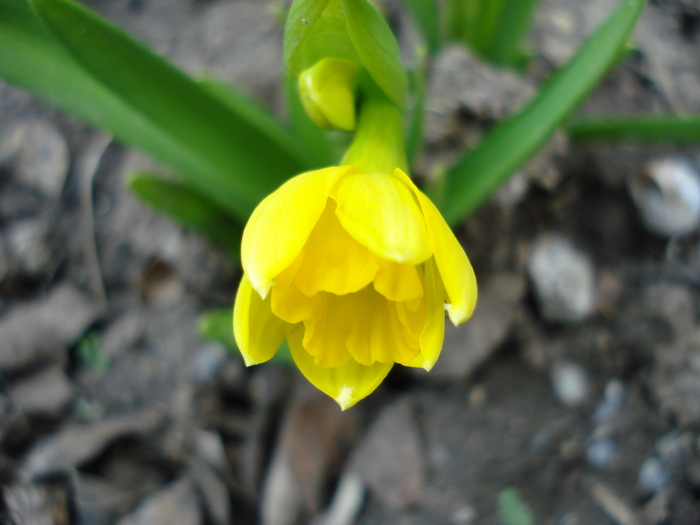 Daffodil_Narcissus (2010, April 10)