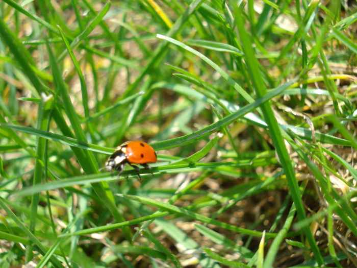Ladybug_Buburuza (2010, April 10)