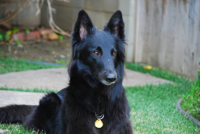 belgian_groenendael_portrait_H - caini dragalasi