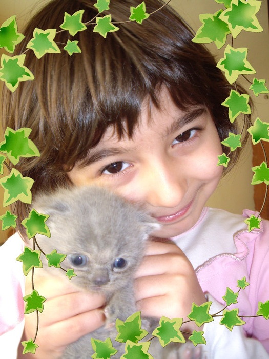 British Shorthair; 3 sapt Lulu pui
