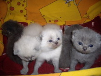 Brit Lulu pui; 3 sapt
