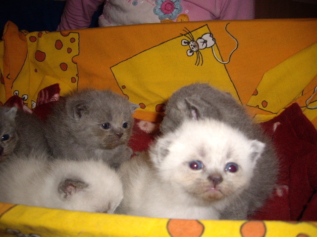 Brit Lulu pui; 3 sapt
