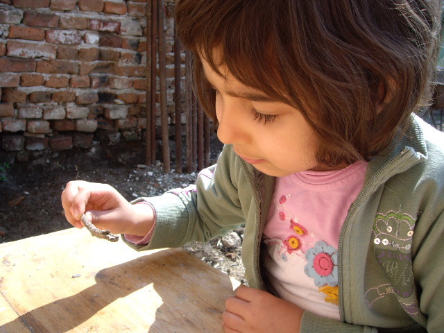 inspectand insecta - familia