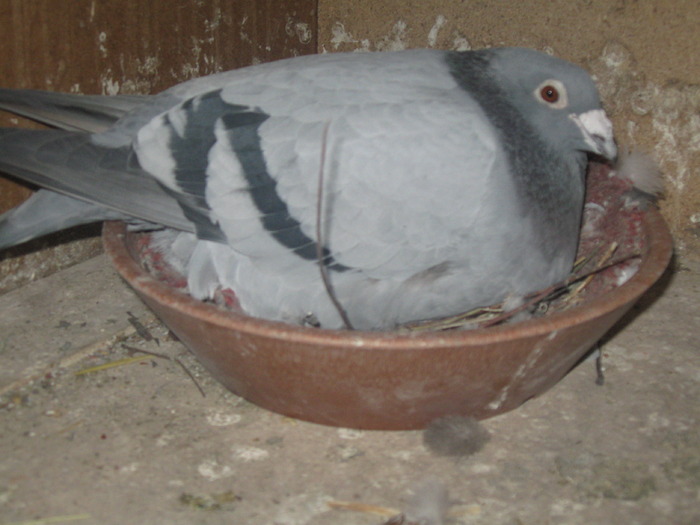 IMG_4028 - POZE porumbei