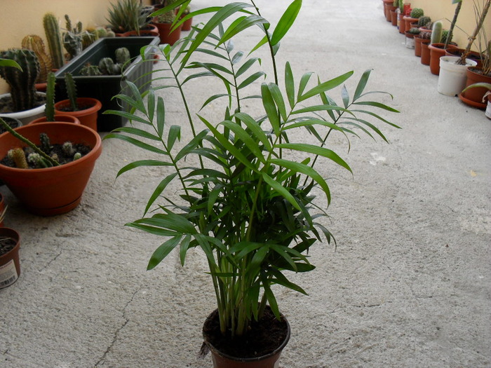 chamaedorea elegans