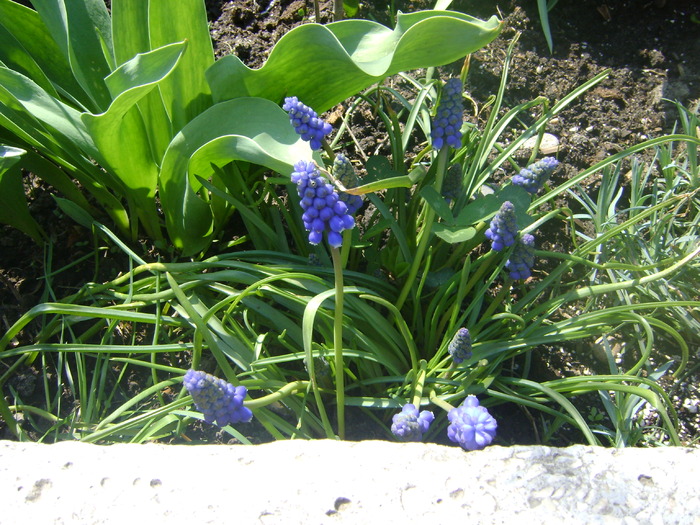 muscari - florile mele -2010