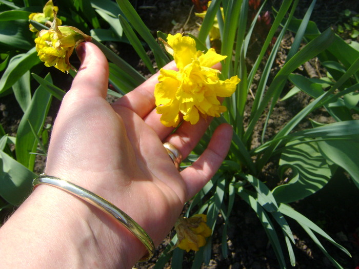 narcise batute - florile mele -2010