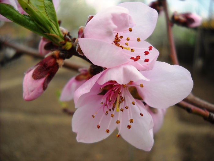 Picture 008; 1.66mb jpeg 4/13/2010
