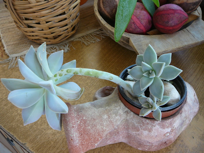 graptopetalum paraguayense - cactusi si suculente