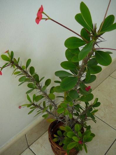 P1050128