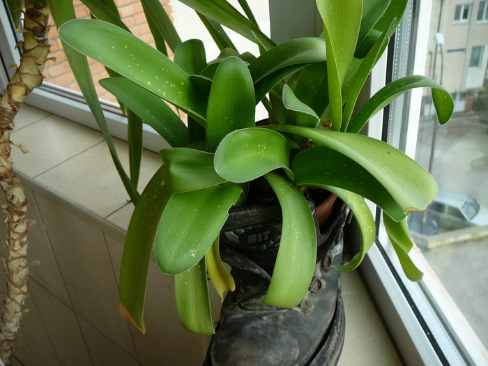 haemanthus albiflos - Florile mele