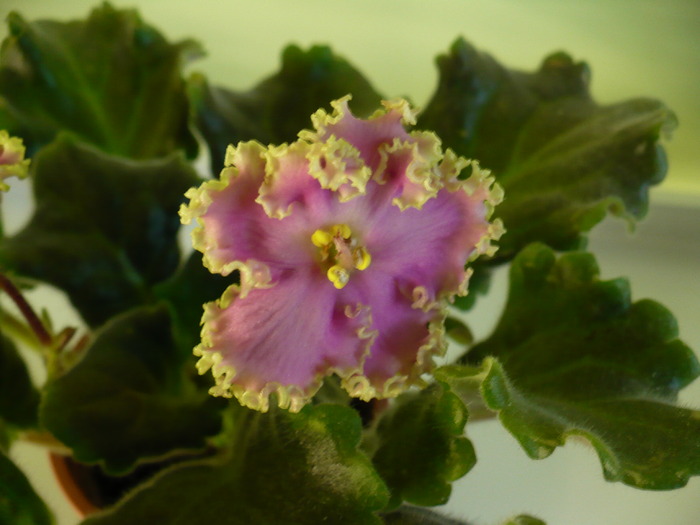 P1240325 - Highschool Sweetheart