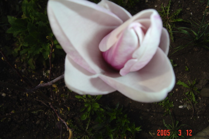 New Folder 2 211 - flori de primavara